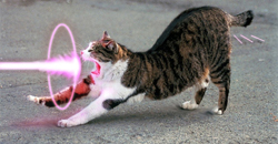 Utiliser un pointeur laser pour les chats